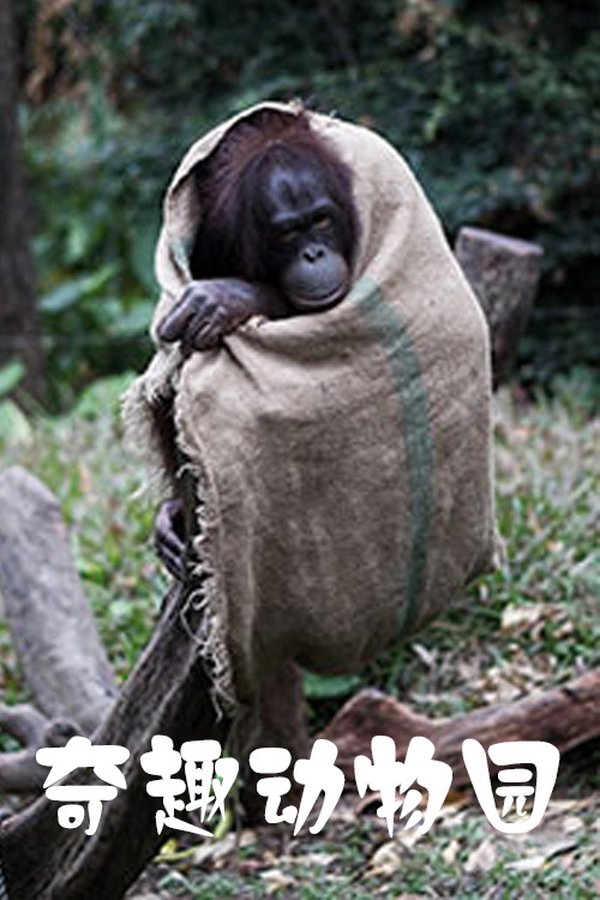 奇趣动物园
