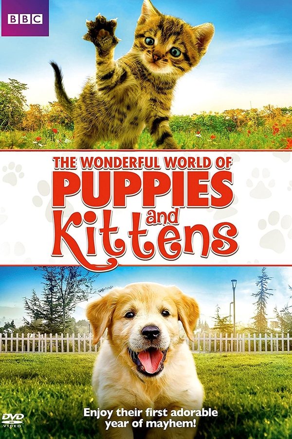 小狗与小猫的奇妙世界