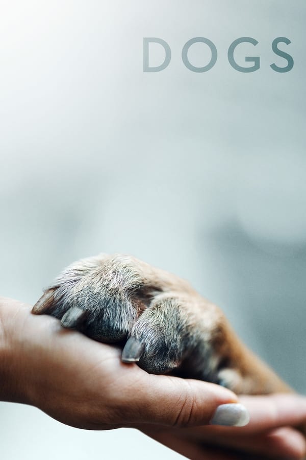 电影《爱犬情深》的海报