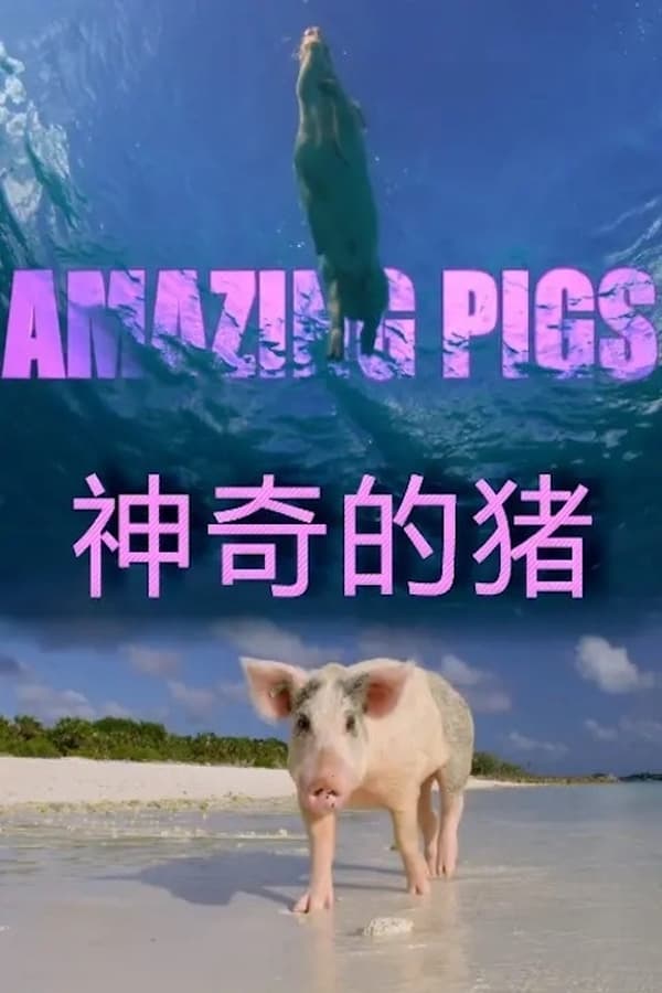 电影《聪明的猪》的海报