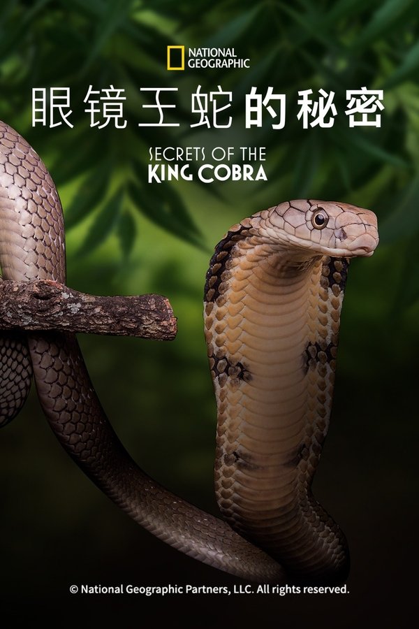 电影《眼镜蛇的秘密》的海报