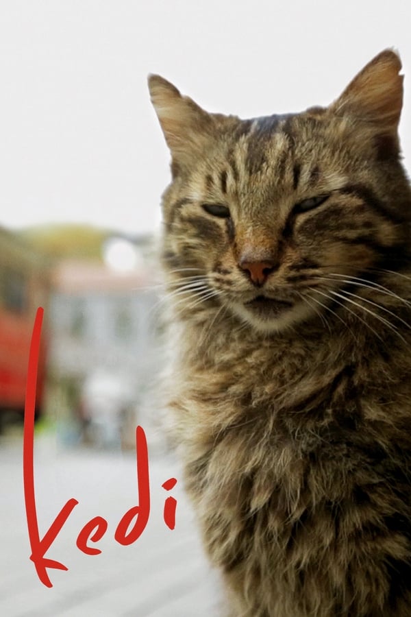 电影《爱猫之城》的海报