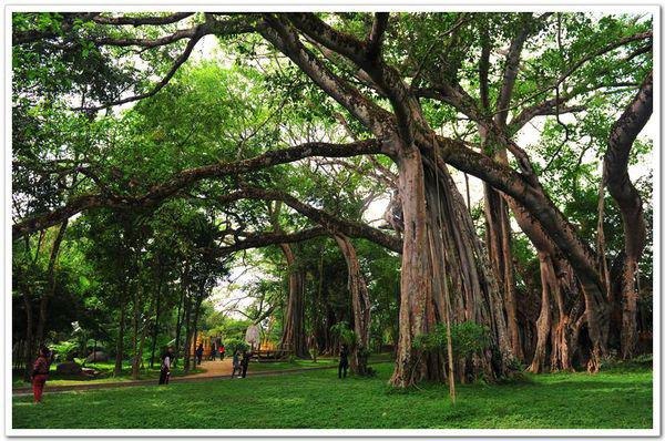 资源《2025高三【树成林】》的海报