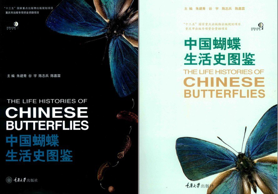资源《《中国蝴蝶生活史图鉴》关于蝴蝶的科普[pdf]》的海报