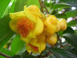 资源《《中国高等植物彩色图鉴 第5卷 被子植物 大戟科 山茱萸科》科普读物[pdf]》的海报