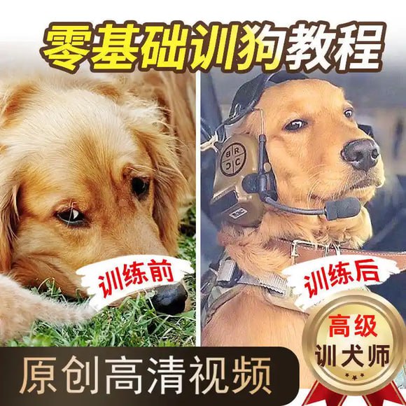 资源《《专业训犬140步：让爱犬听话又聪明》》的海报