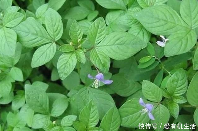 资源《《400种野菜采摘图鉴》辨识野菜[pdf]》的海报